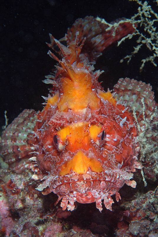 Scorpaena scrofa livrea gialla